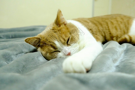 躺着睡觉的小猫咪高清图片