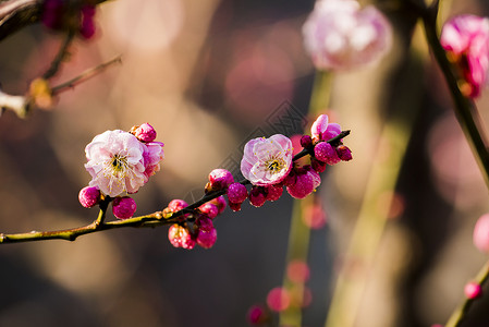 粉色梅花边框春季梅花背景