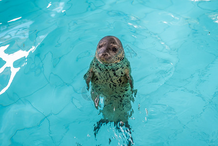 小海豹海豹游泳高清图片