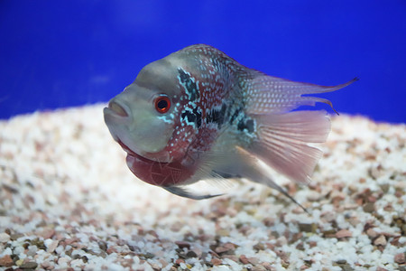 热带鱼海洋生物彩色鱼高清图片