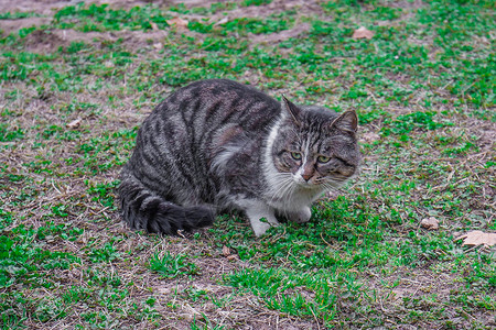 草坪上的两只猫可爱草坪上的猫咪背景