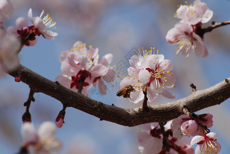 杏花盛开树枝开放高清图片