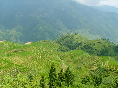 桂林龙脊梯田风光背景图片