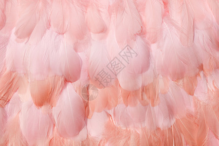 羽毛粉色材质高清图片