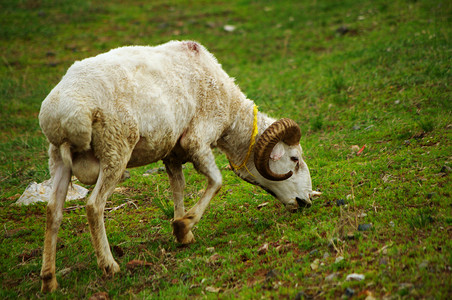 内蒙古平顶山羊吃草草原高清图片素材