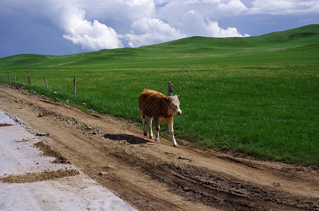 内蒙古草原路边正在行走的牛山高清图片素材