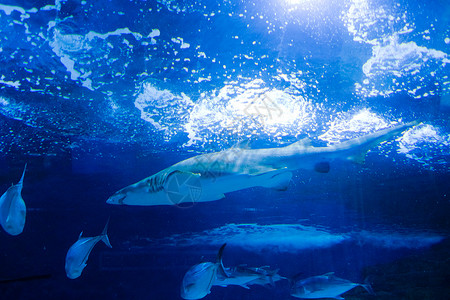 海洋的鱼水族馆内游动的鲨鱼背景