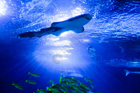 游动鱼鲨鱼水族馆内游动的鲨鱼背景