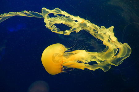 水母群水族馆水母背景