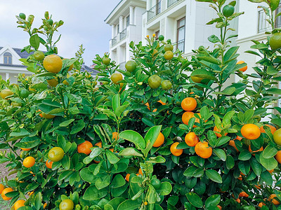 自家花园硕果累累的橘子树背景图片