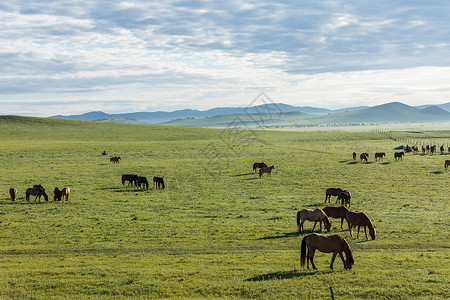 草原放牧风景高清图片素材