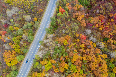 橙单叶秋季航拍枫叶公路背景