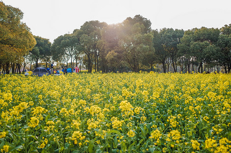 上海世纪公园油菜花风景高清图片素材