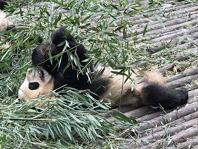 吃竹子的大熊猫图片