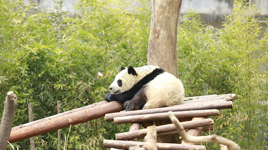 爬树成都大熊猫基地的熊猫背景