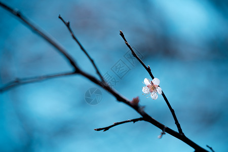 禅意树枝上一朵樱花高清图片