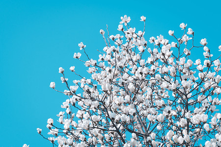 白玉兰花开清爽天空高清图片