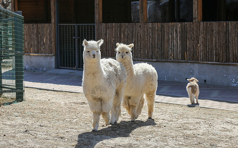 白色羊驼哺乳动物羊驼高清图片