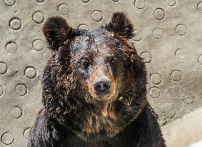 美洲棕熊背景图片