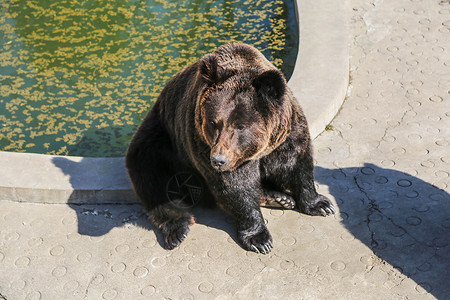 美洲棕熊背景图片