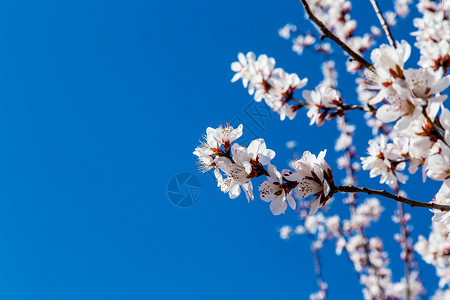 三月花开春天盛开的樱花背景