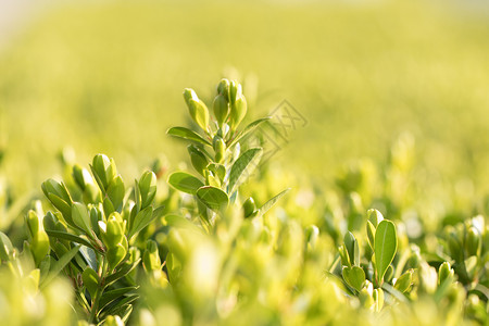 绿色背景清新环境虚化植物高清图片