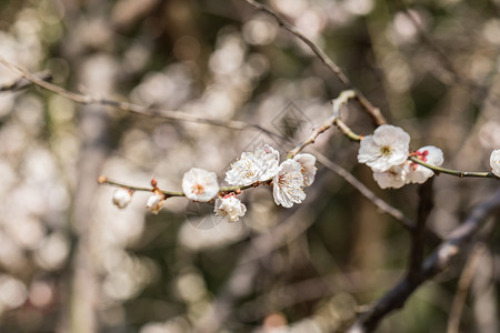 梅花背景图片