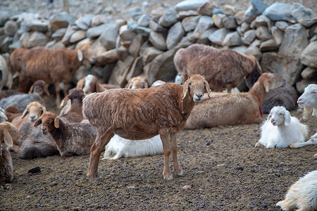 牧民羊圈背景图片