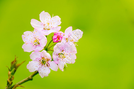 日本樱花盛开正在盛开的樱花背景