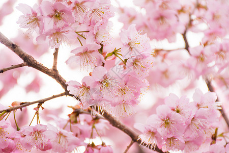 日本枫花正在盛开的樱花背景