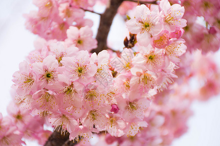 日本樱花盛开正在盛开的樱花背景