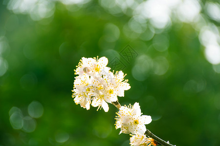 正在盛开的白色梨花背景图片