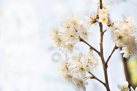 正在盛开的白色梨花图片