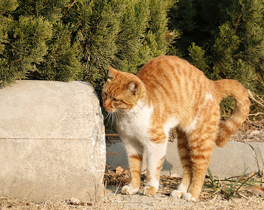 橘猫猫咪高清图片素材