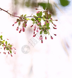 花卉背景图片