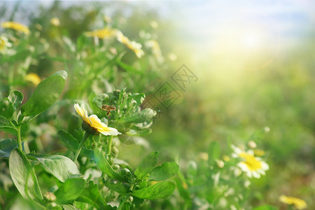 春暖花开蜜蜂高清图片素材