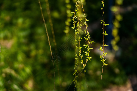 柳树芽柳树背景