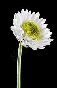 白色雏菊背景图片