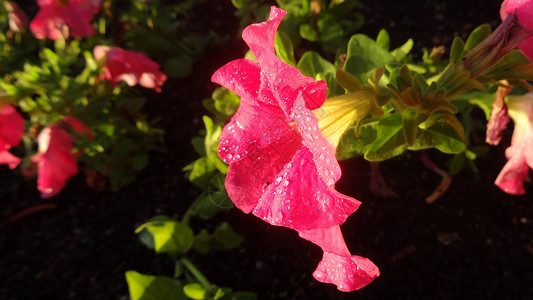 粉红色牵牛花春天花卉牵牛花喇叭花背景