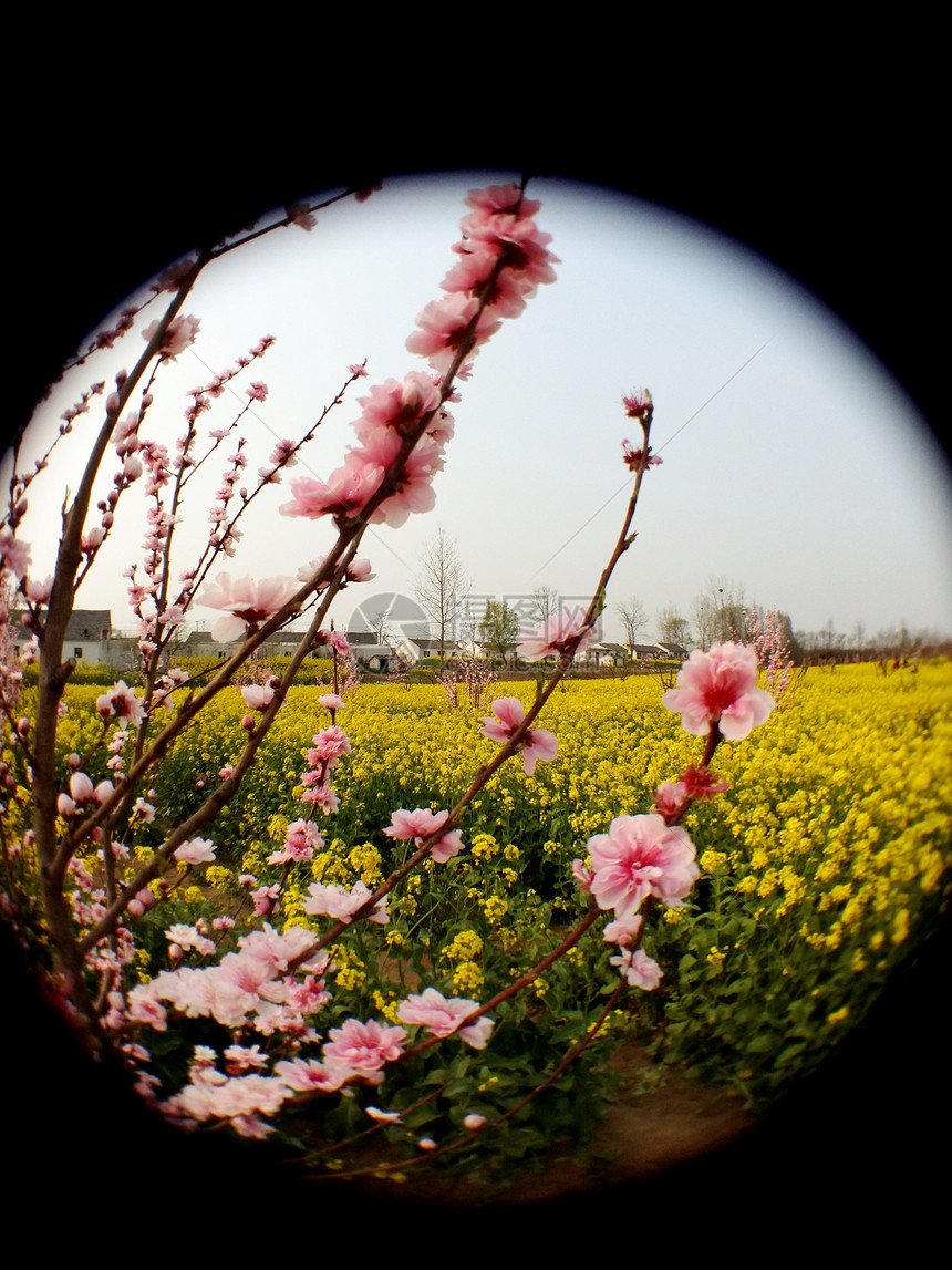 春天花卉桃花油菜花透镜图片