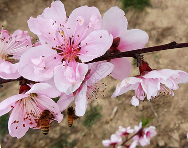 春天花卉桃花盛开的季节图片