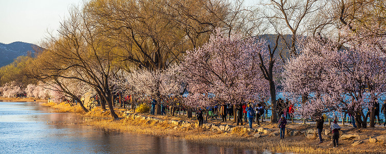 北京银行北京颐和园西提桃花背景