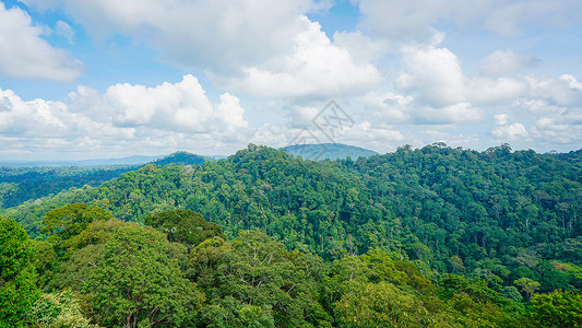 文莱淡布隆原始森林背景