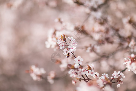 湖北武汉大学樱花背景图片