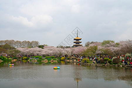 武汉春天樱花季五重塔公园高清图片素材