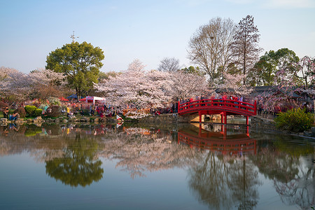 春天樱园拱桥樱花季春天风景高清图片素材