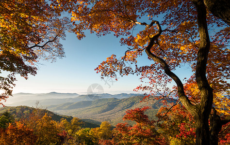 秋天的风景树叶高清图片素材
