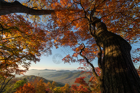秋天的风景枫树高清图片素材