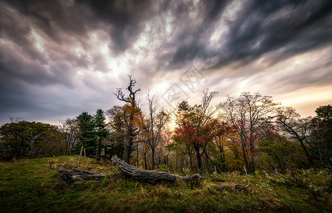 秋天的风景枯木高清图片素材
