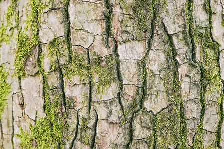 百年老树的树皮青苔背景高清图片